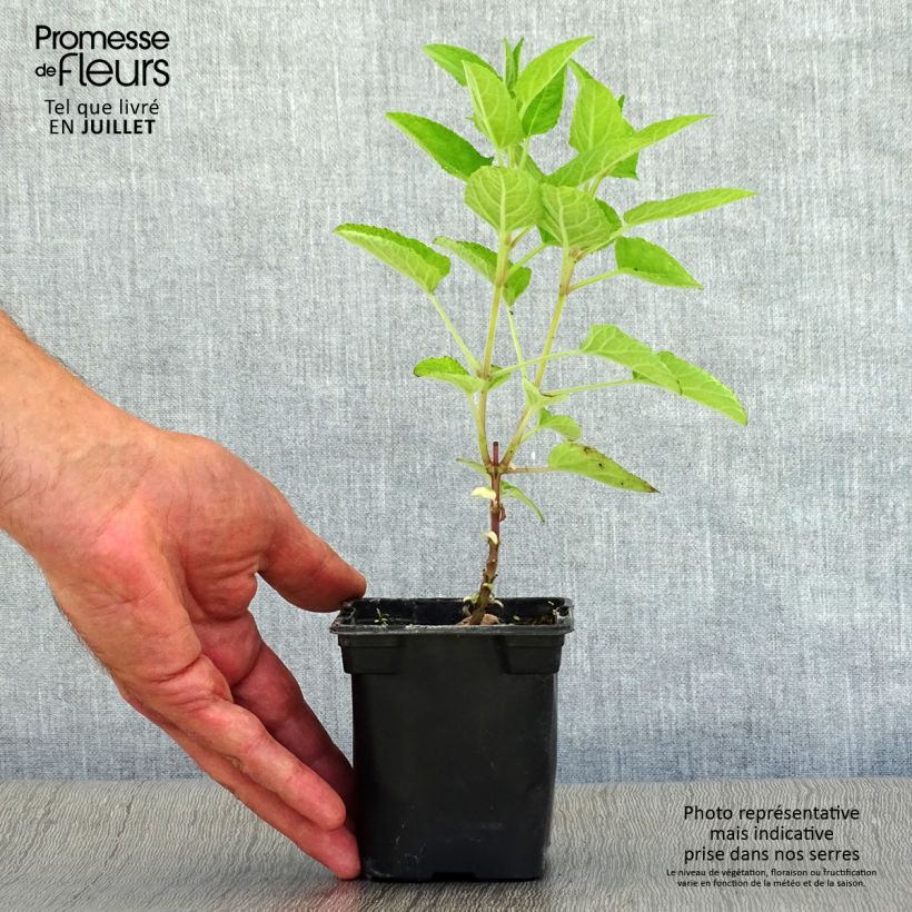 Ejemplar de Salvia patens Royal Blue Maceta de 7/8 cm entregado en verano