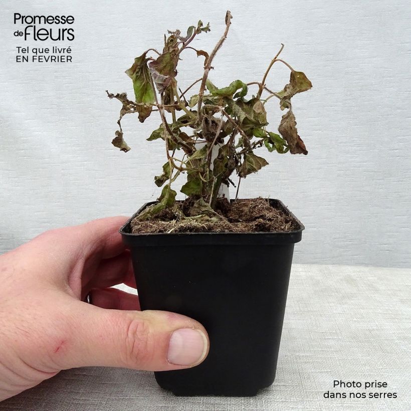 Salvia White Trophy - Salvia patens Maceta de 8/9 cm Ejemplar entregado en invierno