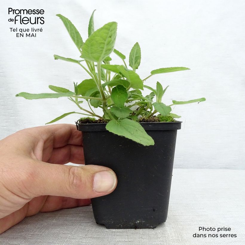 Salvia White Trophy - Salvia patens Maceta de 8/9 cm Ejemplar entregado en la primavera