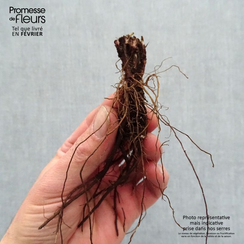 Salvia pratensis Lyrical Blues - Salvia de prados Raíces desnudas Ejemplar entregado en invierno