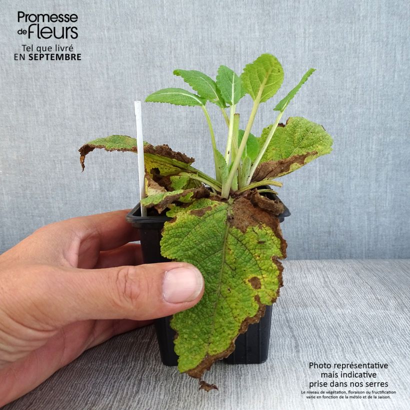 Ejemplar de Salvia pratensis Madeline - Salvia de prados Maceta de 8/9 cm entregado en otoño