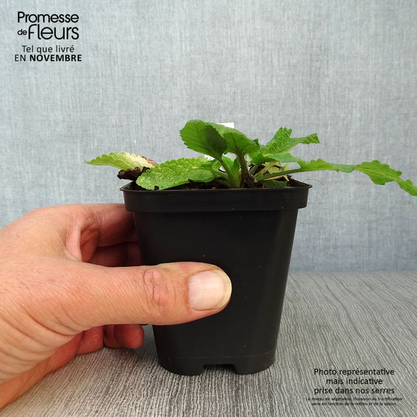 Ejemplar de Salvia pratensis - Salvia de prados Maceta de 8/9 cm entregado en otoño