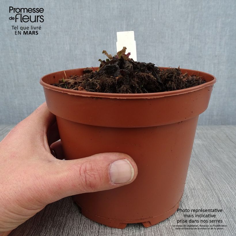 Salvia pratensis - Salvia de prados Maceta 2L/3L Ejemplar entregado en invierno