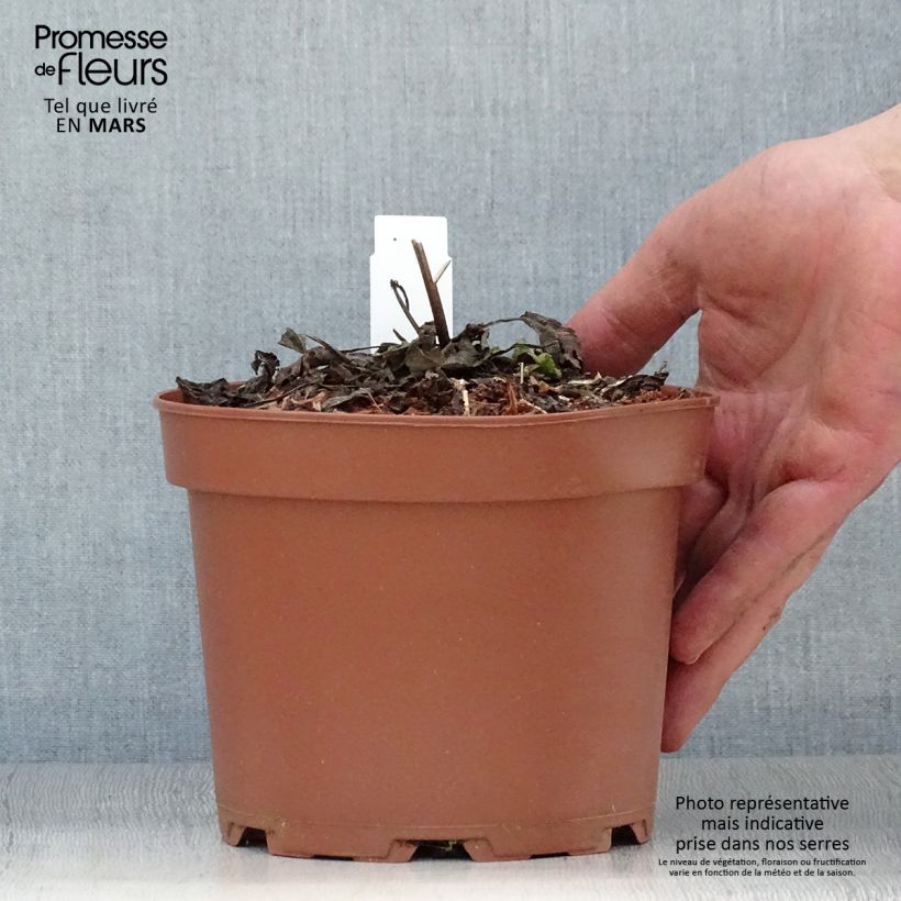 Salvia pratensis - Salvia de prados Maceta 2L/3L Ejemplar entregado en la primavera