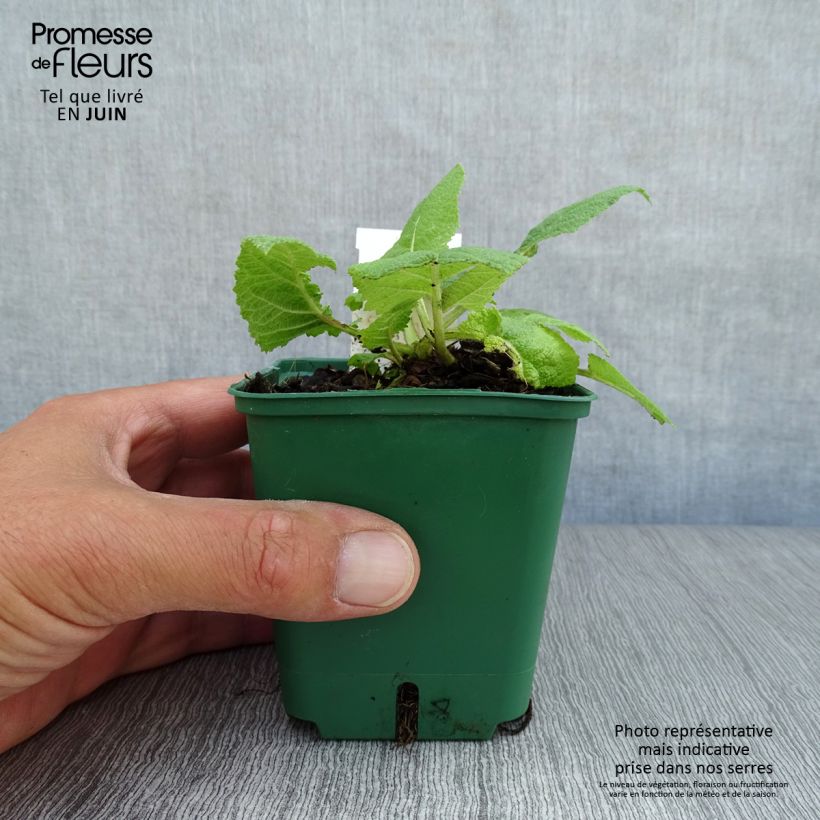 Ejemplar de Salvia pratensis Swan Lake - Salvia de prados Maceta de 8/9 cm entregado en verano