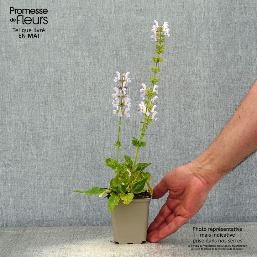 Salvia pratensis FASHIONISTA Vanity Flair - Salvia de prados Maceta de 8/9 cm Ejemplar entregado en la primavera
