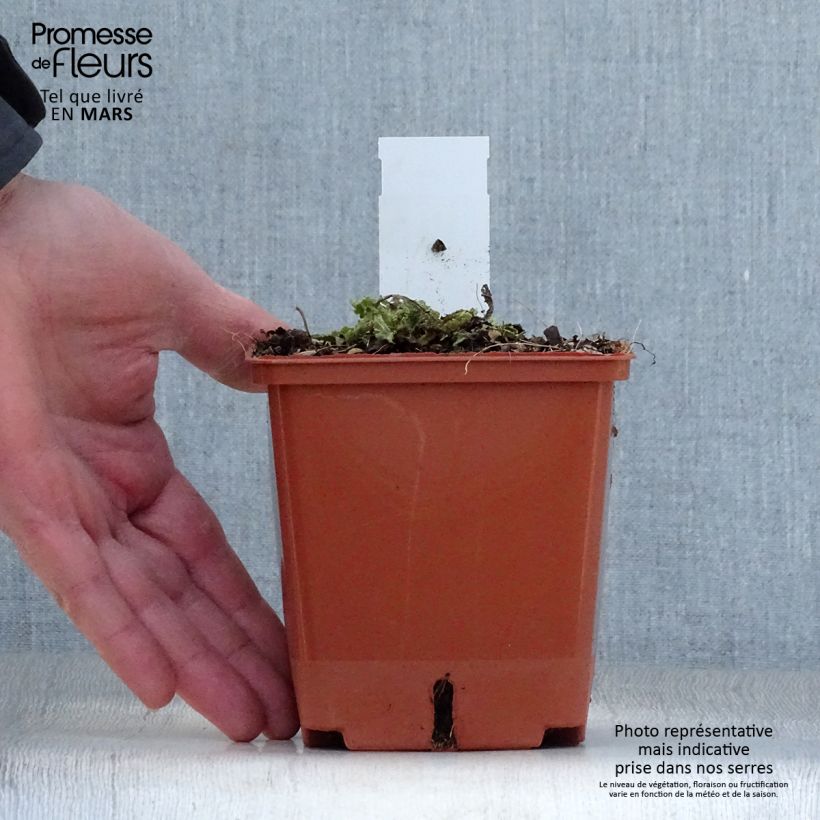 Salvia pratensis FASHIONISTA Vanity Flair - Salvia de prados Maceta 1L/1,5L Ejemplar entregado en la primavera
