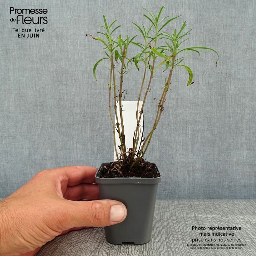 Ejemplar de Salvia reptans West Texas form - Sauge cobalt godet 8/9cm entregado en verano