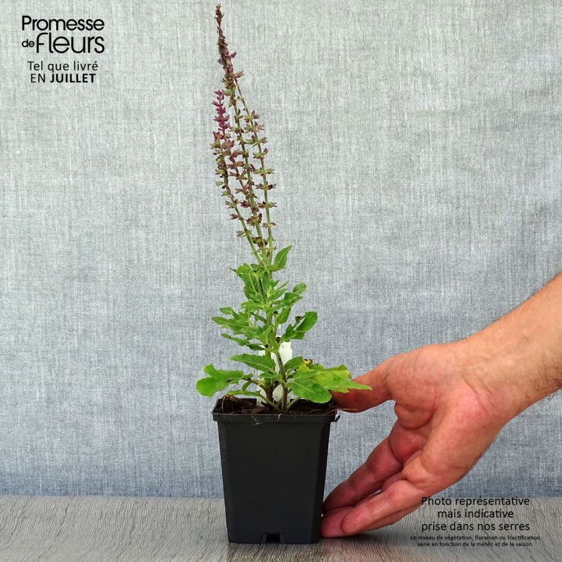 Ejemplar de Salvia superba Reine Bleue Maceta de 8/9 cm entregado en verano