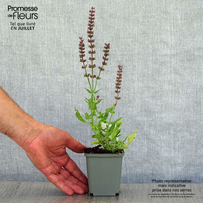 Ejemplar de Salvia superba Reine Rose Maceta de 8/9 cm entregado en verano