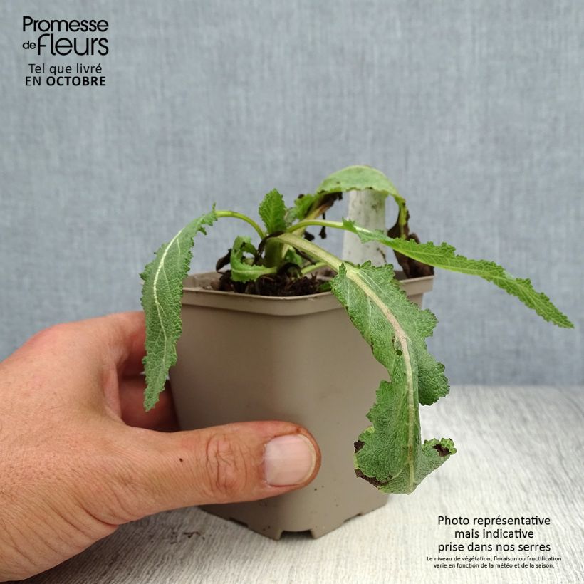 Ejemplar de Salvia sylvestris Dear Anja Maceta de 8/9 cm entregado en otoño