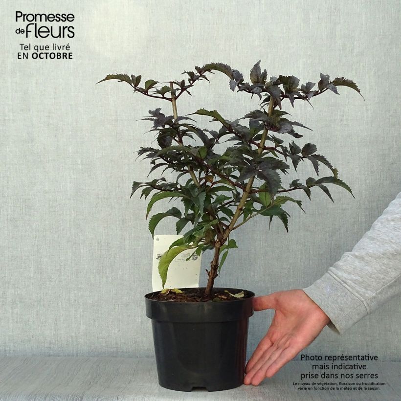 Ejemplar de Saúco negro Black Tower - Sambucus nigra Maceta 3L/4L entregado en otoño
