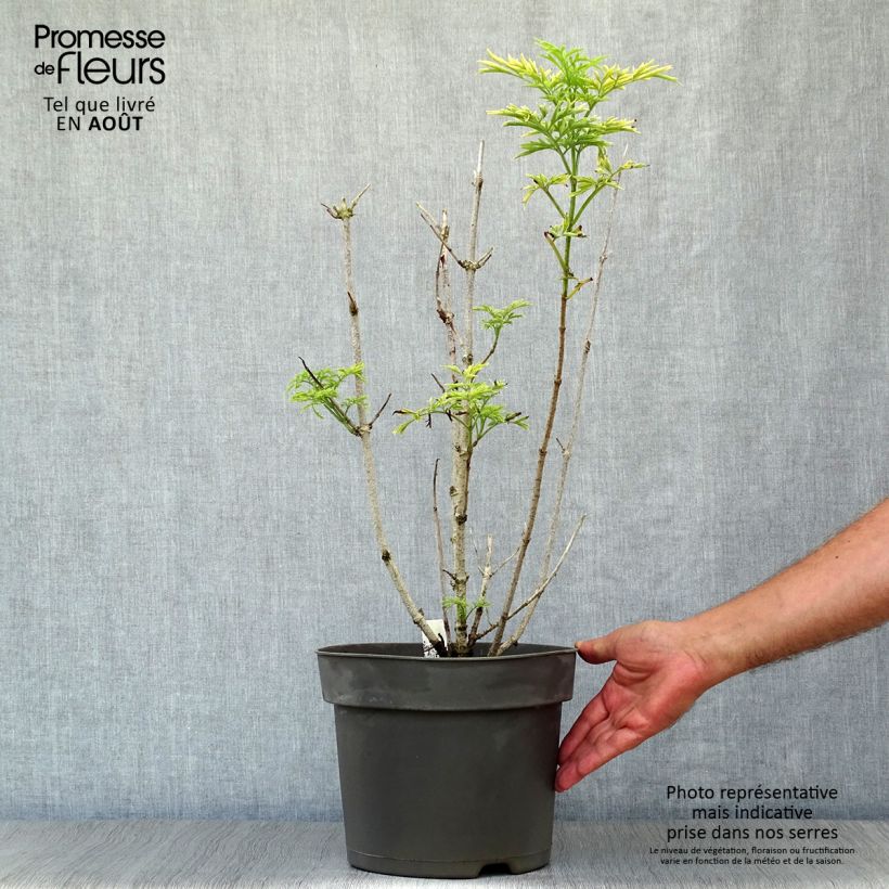 Ejemplar de Saúco negro Golden Tower - Sambucus nigra Maceta 7,5L/10LAltura de entrega aprox. 40/50cm entregado en verano