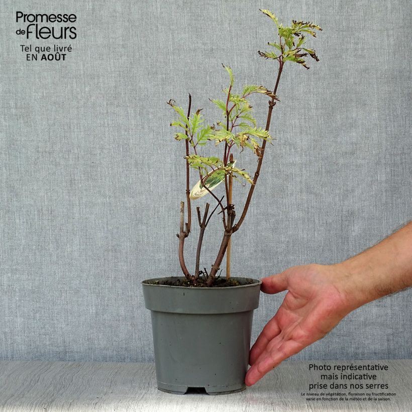 Ejemplar de Saúco rojo Plumosa Aurea - Sambucus racemosa Maceta 2L/3LAltura de entrega aprox. 20/30cm entregado en verano