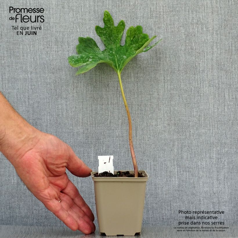 Ejemplar de Sanguinaria canadensis Maceta de 8/9 cm entregado en verano