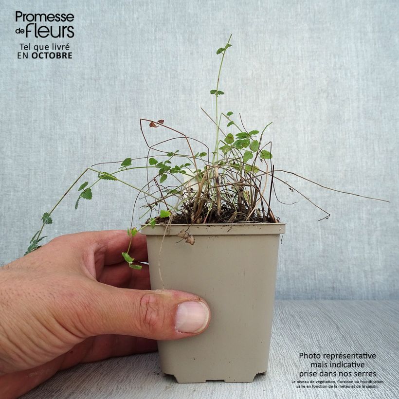 Ejemplar de Sanguisorba officinalis Chocolate Tip Maceta de 8/9 cm entregado en otoño