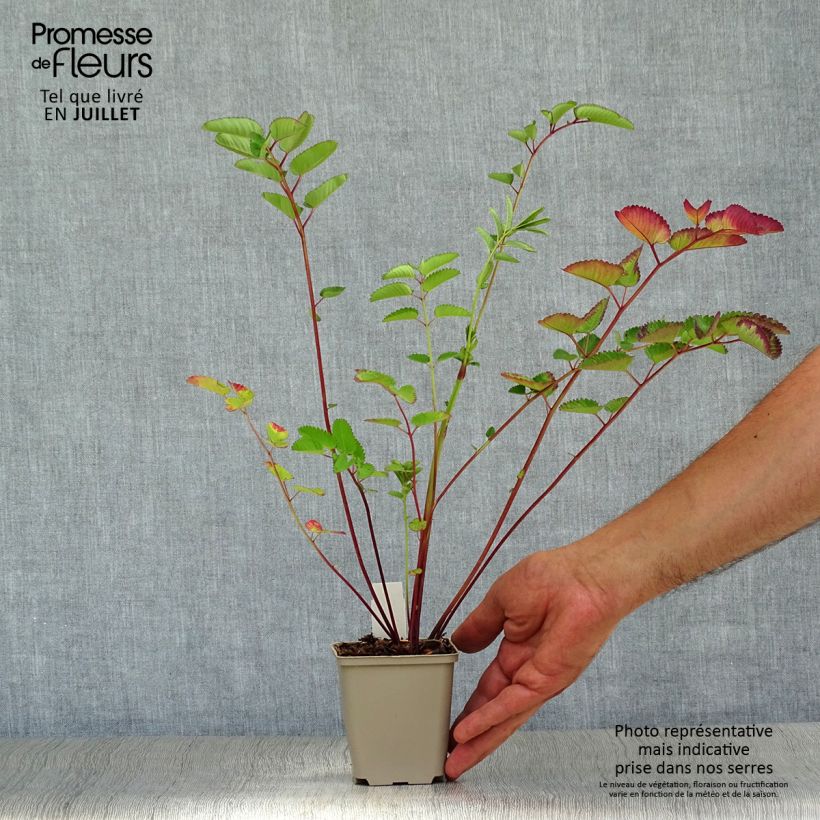 Ejemplar de Sanguisorba hakusanensis Pink Brushes Maceta de 8/9 cm entregado en verano