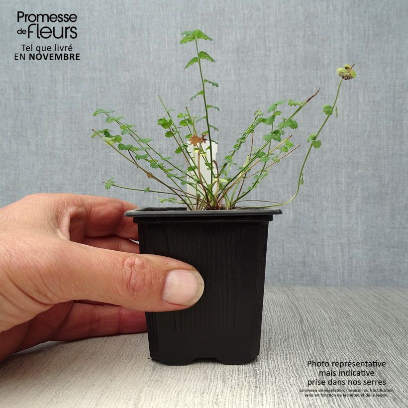 Ejemplar de Pimpinela - Sanguisorba minor Maceta de 7/8 cm entregado en otoño