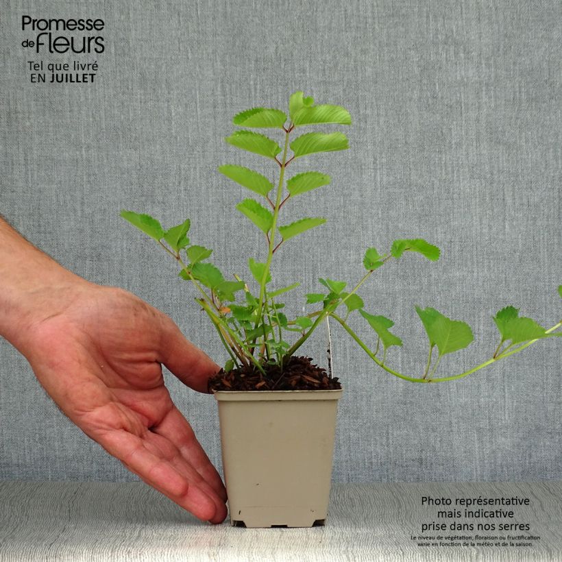 Ejemplar de Sanguisorba obtusa Maceta de 8/9 cm entregado en verano