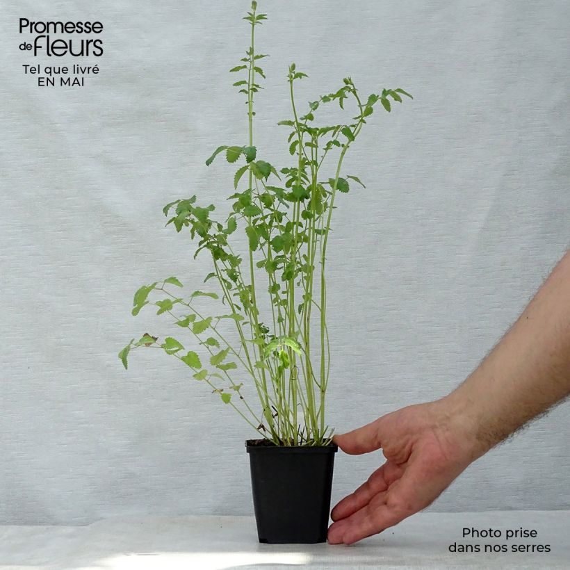 Sanguisorba officinalis Morning Select - Pimprenelle Godet de 8/9 cm Ejemplar entregado en la primavera