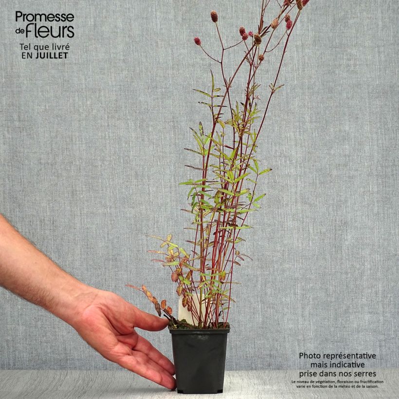 Ejemplar de Sanguisorba officinalis Pink Tanna Maceta de 8/9 cm entregado en verano
