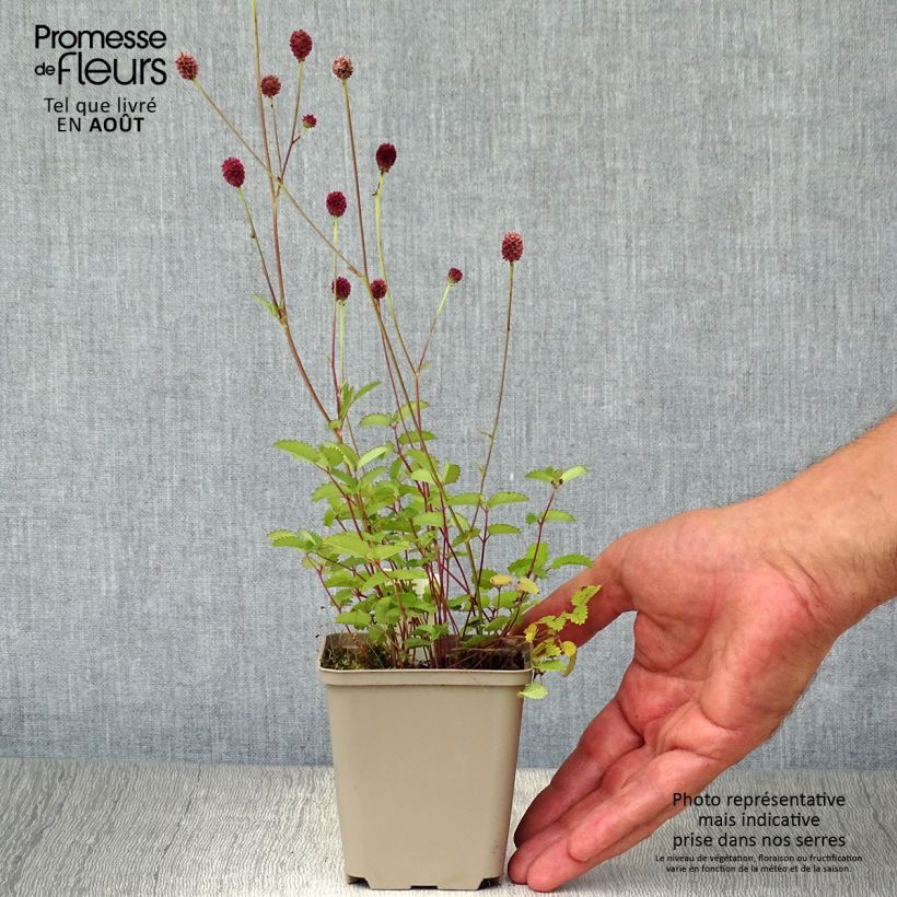 Ejemplar de Sanguisorba officinalis Tanna - Grande Pimprenelle Godet de 9cm entregado en verano