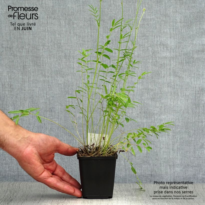 Ejemplar de Sanguisorba tenuifolia Alba Maceta de 8/9 cm entregado en verano