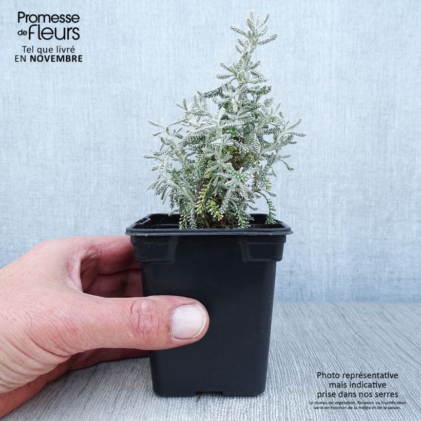 Ejemplar de Santolina - Santolina chamaecyparissus Maceta de 7/8 cm entregado en otoño