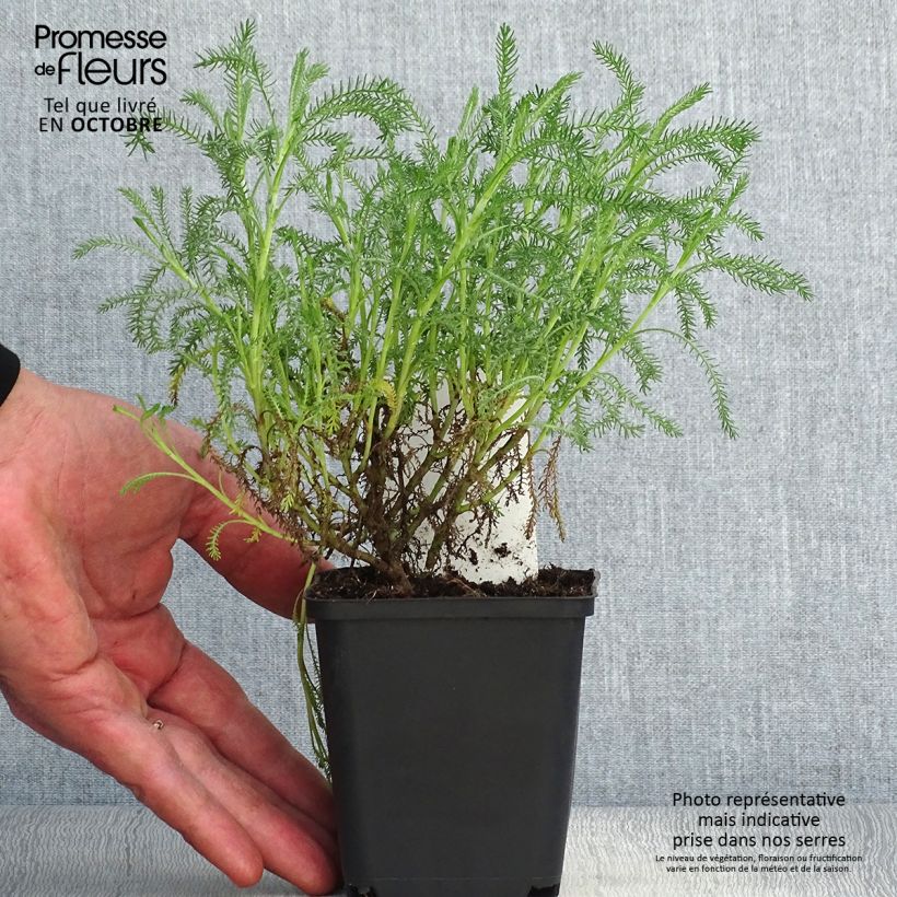 Ejemplar de Santolina pinnata subsp neapolitana Edward Bowles Maceta de 8/9 cm entregado en otoño