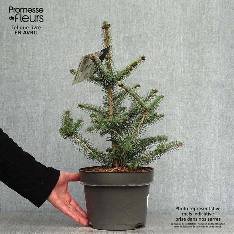 Picea pungens Blue Diamond - Pícea de Colorado Maceta 4L/5LAltura de entrega aprox. 40cm Ejemplar entregado en la primavera