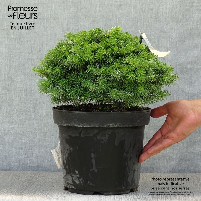 Ejemplar de Abies koreana Nadelkissen - Abeto de Corea Maceta 7,5L/10L entregado en verano