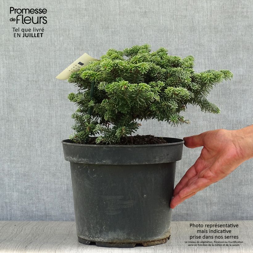 Ejemplar de Abies koreana Tundra - Abeto de Corea Pieza entregado en verano