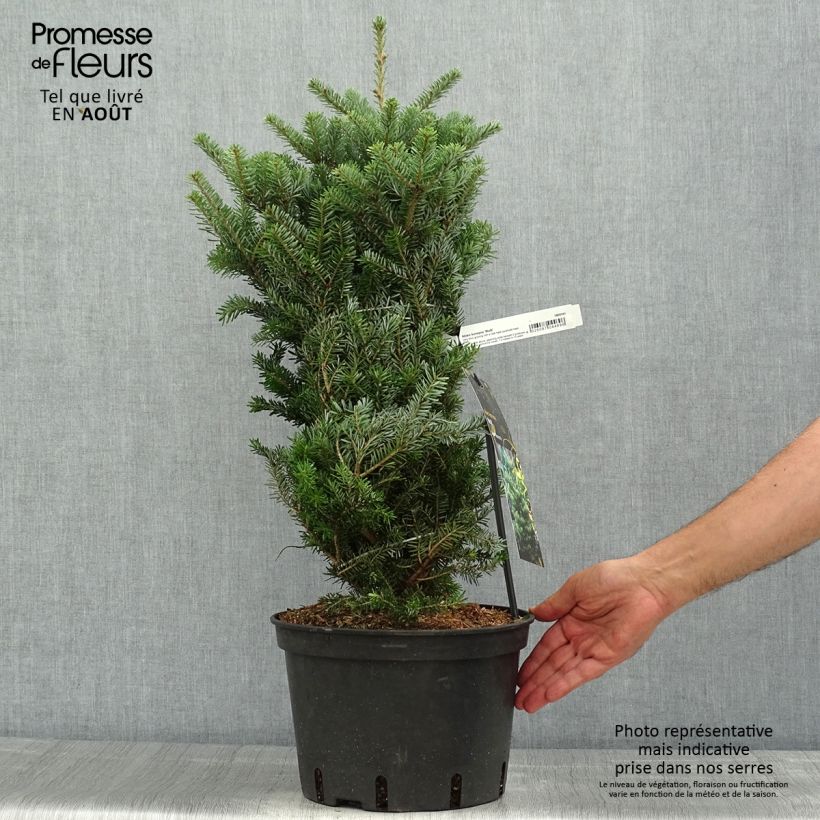 Ejemplar de Abies koreana Molli - Abeto de Corea Maceta 3L/4L entregado en verano
