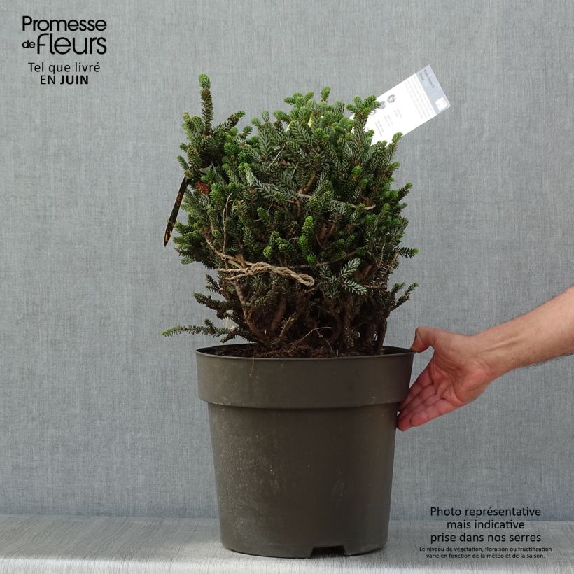 Abies koreana Oberon - Abeto de Corea Maceta 3L/4LAltura de entrega aprox. 50/60cm Ejemplar entregado en la primavera