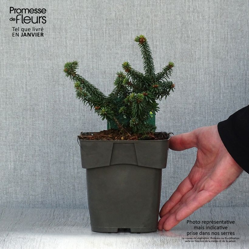 Abies balsamea Piccolo Maceta 2L/3L Ejemplar entregado en invierno