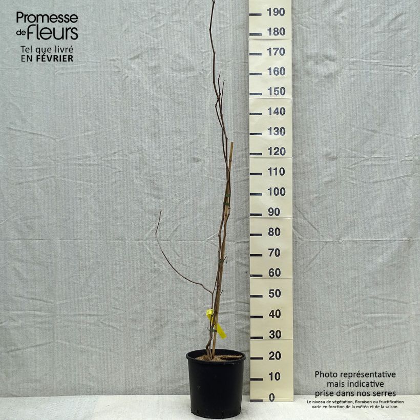Sapium japonicum Maceta 12L/15L Ejemplar entregado en invierno