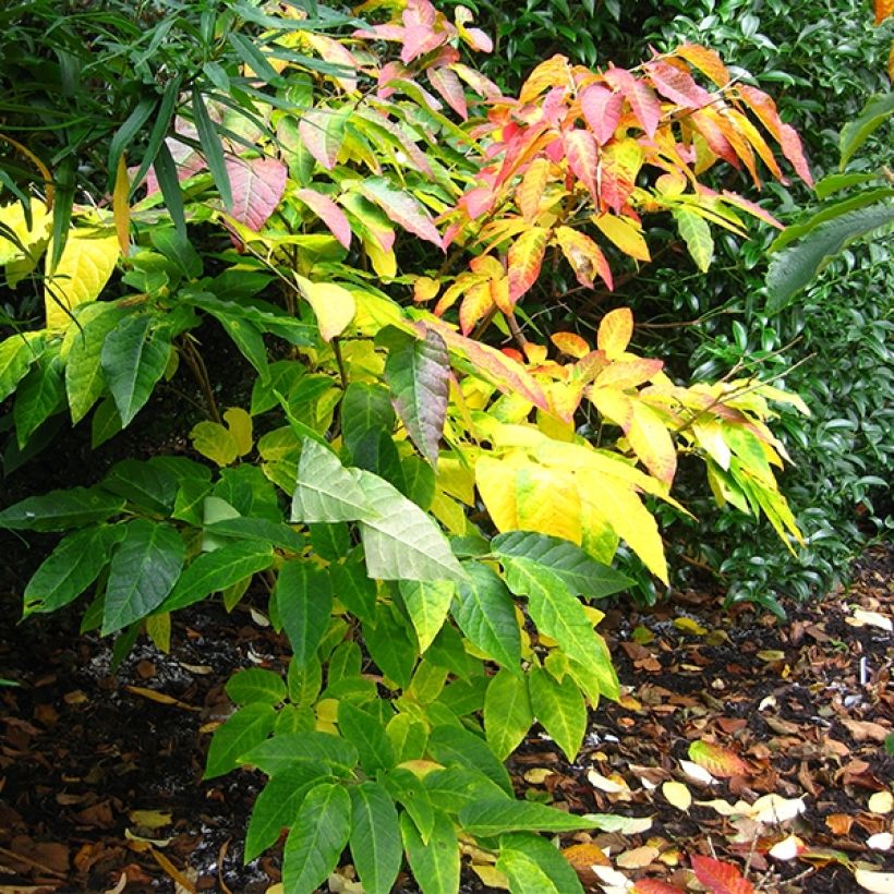 Sapium japonicum (Porte)