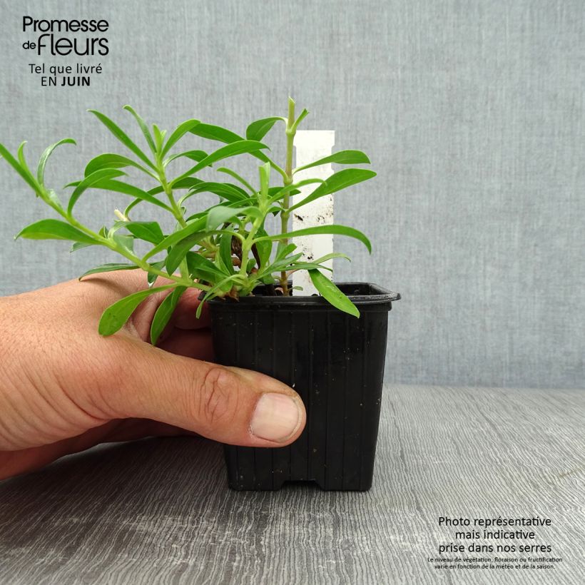 Ejemplar de Saponaria Max Frei - Saponaria Maceta de 8/9 cm entregado en verano