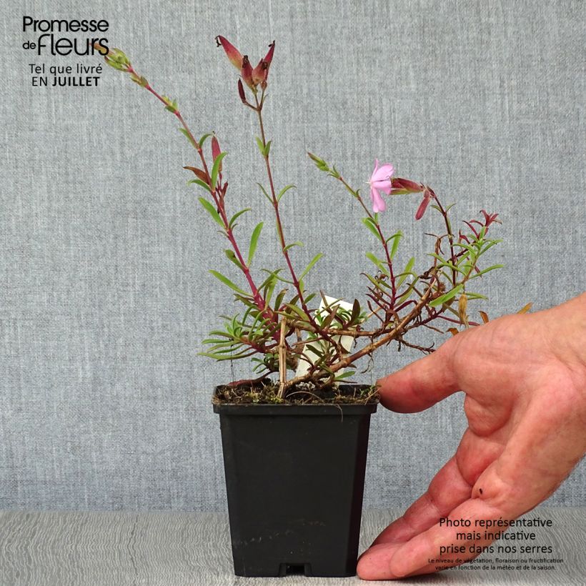 Ejemplar de Saponaria officinalis Alba Plena - Saponaria Maceta de 8/9 cm entregado en verano