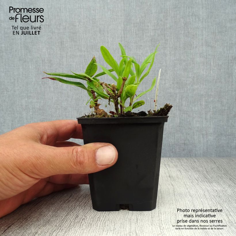 Ejemplar de Saponaria officinalis Rosea Plena - Saponaria Maceta de 8/9 cm entregado en verano