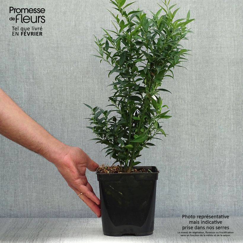 Ejemplar de Sarcococca ruscifolia Dragon's Gate Maceta 3L/4L entregado en otoño