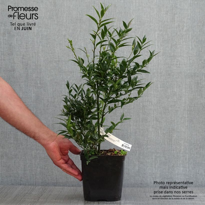 Ejemplar de Sarcococca ruscifolia Dragon's Gate Maceta 3L/4LAltura de entrega aprox. 40/50cm entregado en verano