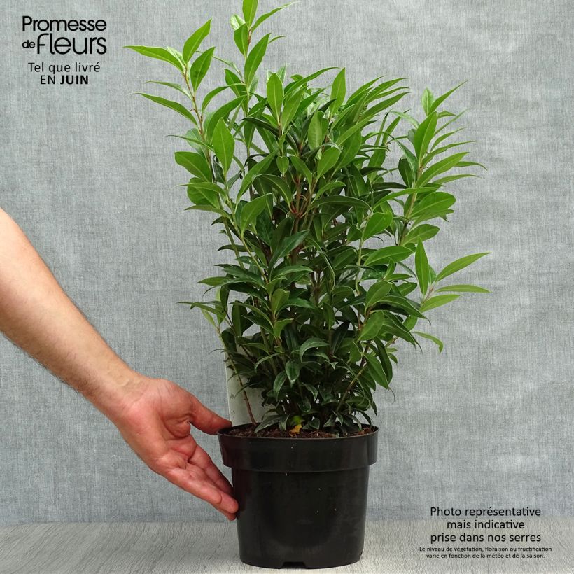 Ejemplar de Sarcococca Winter Gem en pot de 2/3L entregado en verano