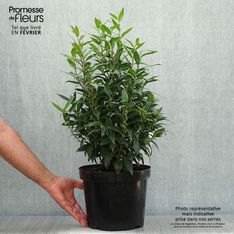 Ejemplar de Sarcococca Winter Gem Maceta 7,5L/10L entregado en otoño