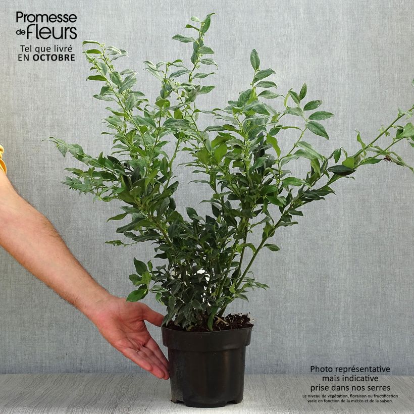 Ejemplar de Sarcococca confusa Maceta 2L/3L entregado en otoño
