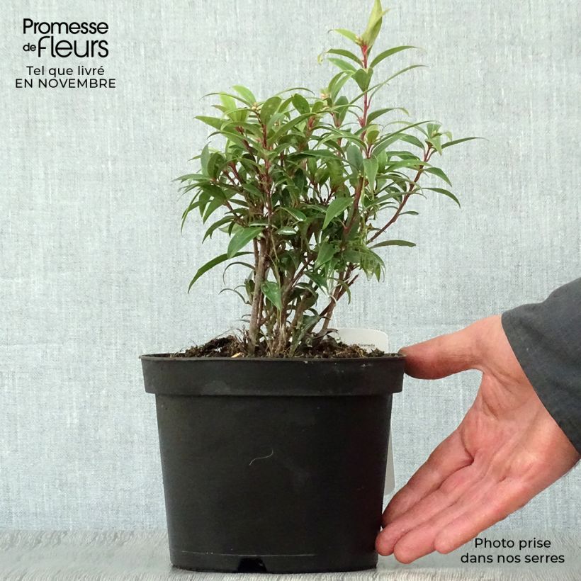 Ejemplar de Sarcococca hookeriana var. digyna Maceta 2L/3L entregado en otoño