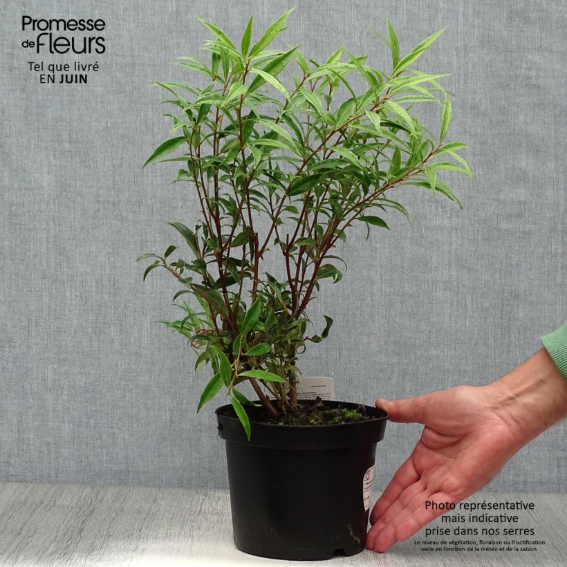 Ejemplar de Sarcococca hookeriana var. digyna Maceta 2L/3LAltura de entrega aprox. 30/40cm entregado en verano