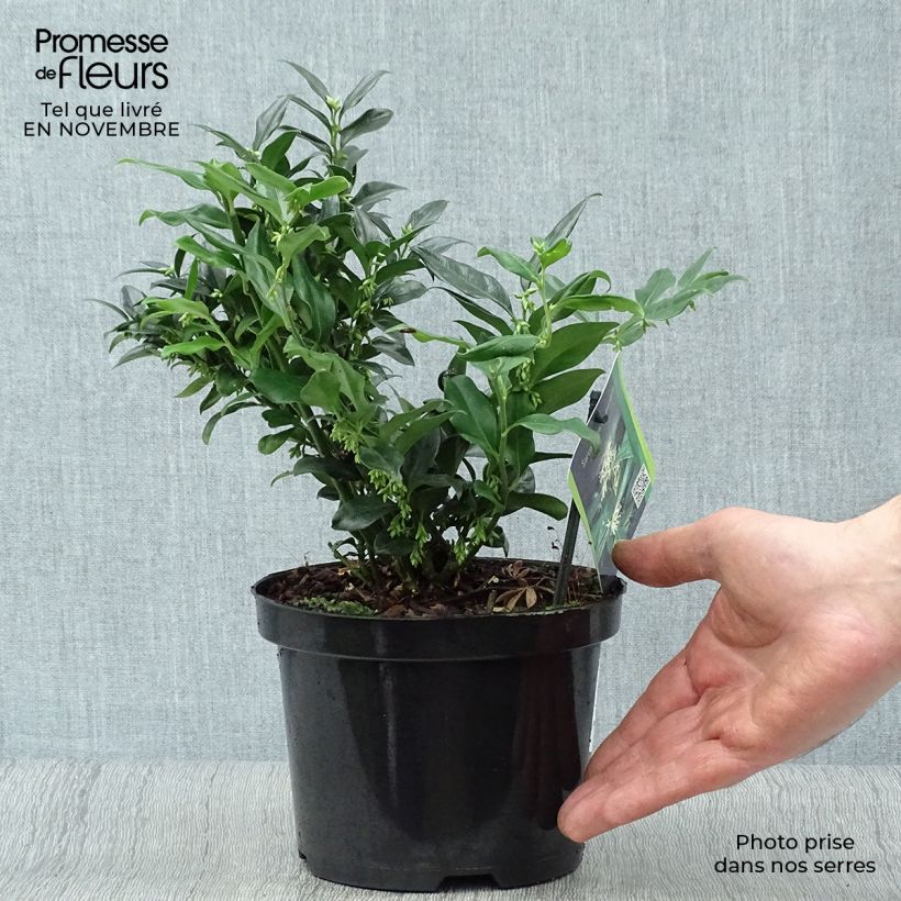 Ejemplar de Sarcococca hookeriana - Sarcococa Maceta 2L/3L entregado en otoño