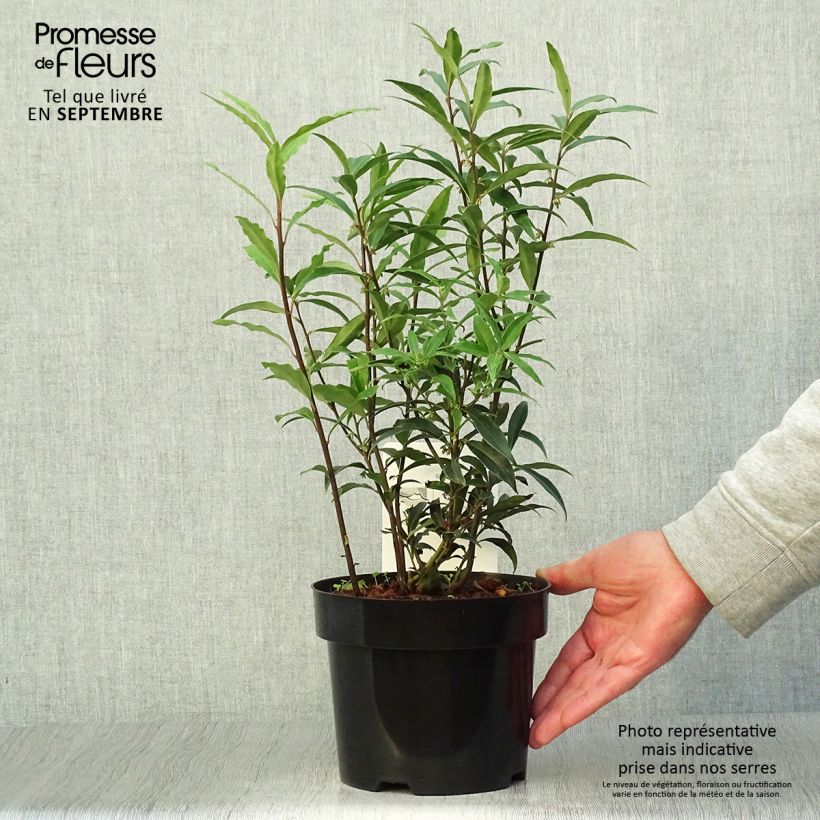 Ejemplar de Sarcococca hookeriana var. digyna Purple Stem Maceta 2L/3L entregado en otoño