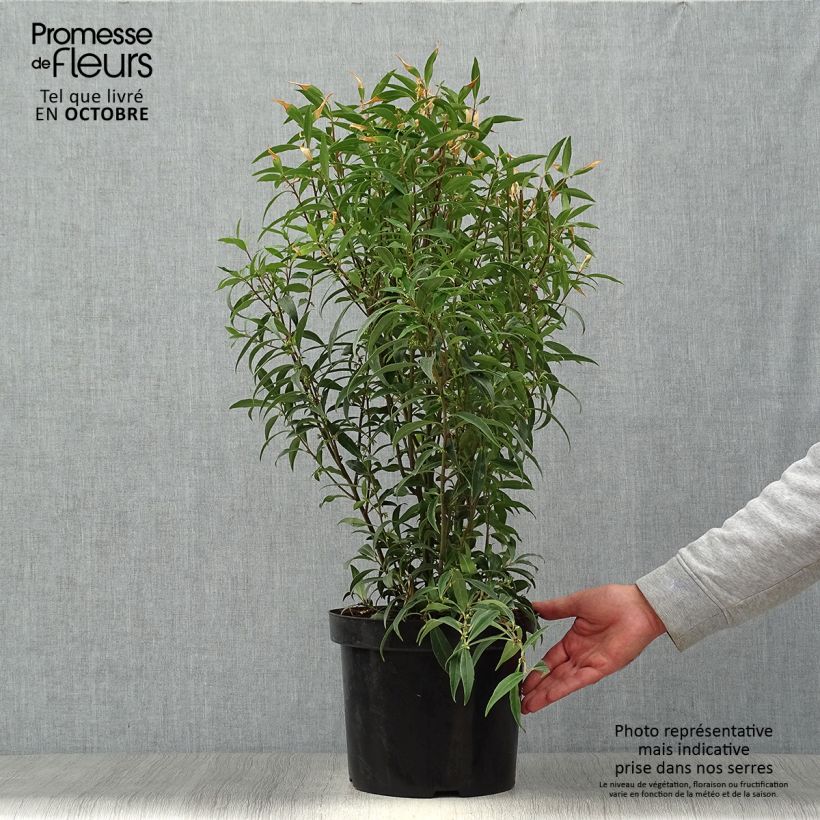 Ejemplar de Sarcococca hookeriana var. digyna Purple Stem Maceta 7,5L/10L entregado en otoño